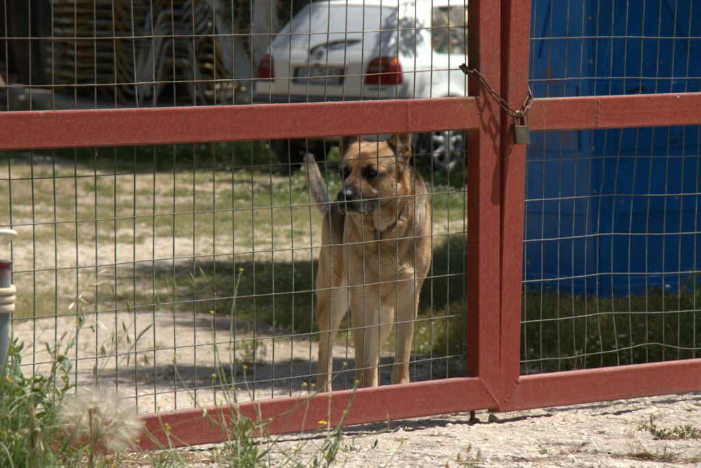 Riyo World K9 security dog